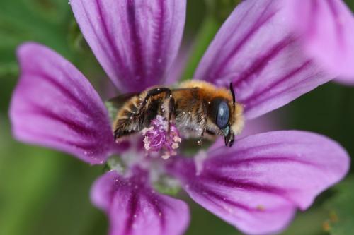 Réf. 260 613 : Hoplitis sp.
